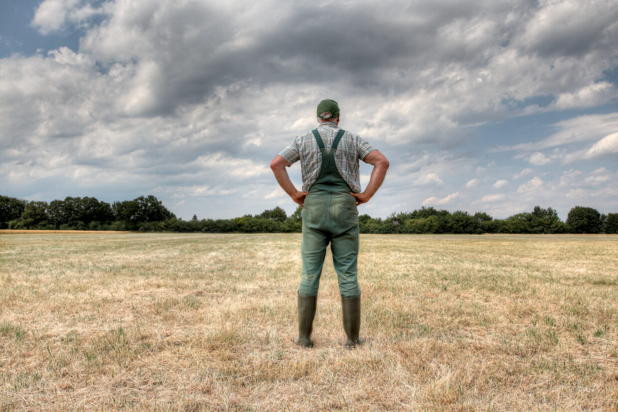 A farmer stands in the middle of his parched meadow, hoping for