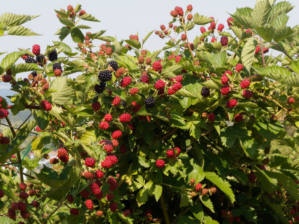 Mûrier (Rubus fruticosus) ou ronce aux mûres rouges non matur